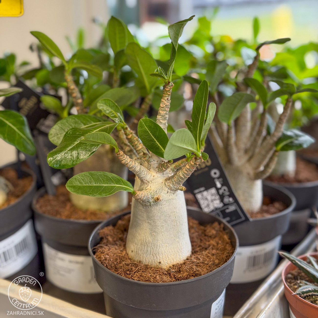 Obrázok Adenium (Adenium obesum) ‘ANSU BAOBAB’ - výška 10-15 cm, kont. C1L